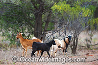 Feral Goats running wild in bushland near Cobar, central western New South Wales, Australia. Feral Goats in Australia originally came to Australia with the first settlement fleet in 1788.