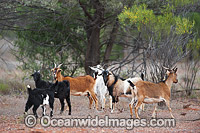 Feral Goats running wild in bushland near Cobar, central western New South Wales, Australia. Feral Goats in Australia originally came to Australia with the first settlement fleet in 1788.
