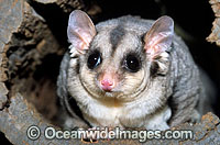 Squirrel Glider (Petaurus norfolcensis). South East Queensland, Australia. Listed on IUCN Red List as Lower Risk - Near Threatened.
