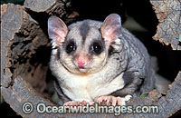 Squirrel Glider (Petaurus norfolcensis). South East Queensland, Australia. Listed on IUCN Red List as Lower Risk - Near Threatened