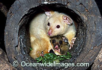 Common Brushtail Possum (Trichosurus vulpecula) - mother with baby. The golden colour of this species is caused by a mutation in their genes. Victoria, Australia