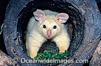 Common Brushtail Possum (Trichosurus vulpecula). The golden colour of this species is caused by a mutation in their genes. Victoria, Australia