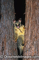 Common Brushtail Possum (Trichosurus vulpecula). Coffs Harbour, New South Wales, Australia