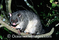 Mountain Brushtail Possum (Trichosurus caninus). Lamington National Park, Queensland, Australia. Also known as Bobuck and Short-eared Brushtail Possum.