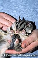 Squirrel Glider (Petaurus norfolcensis) - mother with suckling baby. South East Queensland, Australia. Listed on IUCN Red List as Lower Risk - Near Threatened