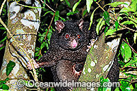 Mountain Brushtail Possum (Trichosurus caninus) - black form. Also known as Bobuck and Short-eared Brushtail Possum. Found in rainforests and forests of South-eastern Queensland, Eastern New South Wales and Southern Victoria, Australia.