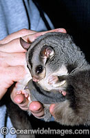 Squirrel Glider (Petaurus norfolcensis) - mother with suckling baby. South East Queensland, Australia. Listed on IUCN Red List as Lower Risk - Near Threatened