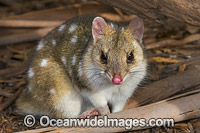 Eastern Quoll (Dasyurus viverrinus). Once widespread in south-east mainland Australia, but now only known to exist in Tasmania where it is common. Tasmania, Australia. Classified Near Threatened on IUCN Red List.