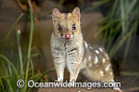 Eastern Quoll (Dasyurus viverrinus). Once widespread in south-east mainland Australia, but now only known to exist in Tasmania where it is common. Tasmania, Australia. Classified Near Threatened on IUCN Red List.