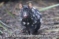 Eastern Quoll (Dasyurus viverrinus), rare black colour phase. Once widespread in south-east mainland Australia, but now only known to exist in Tasmania where it is common. Tasmania, Australia. Threatened species.