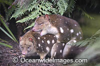 Eastern Quoll (Dasyurus viverrinus), mating pair. Once widespread in south-east mainland Australia, but now only known to exist in Tasmania where it is common. Tasmania, Australia. Classified Near Threatened on IUCN Red List.