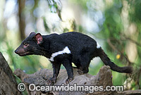 Tasmanian Devil (Sarcophilus harrisii) with mouth open showing teeth. Tasmania, Australia