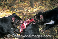 Tasmanian Devils (Sarcophilus harrisii) - three adults feeding whilst competing for a carcass. Tasmania, Australia