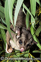 Squirrel Glider (Petaurus norfolcensis) - in a eucalypt tree. Found in a range of forest habitats in eastern Australia. Listed on IUCN Red List as Lower Risk - Near Threatened.