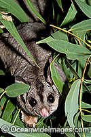 Squirrel Glider (Petaurus norfolcensis) - in a eucalypt tree. Found in a range of forest habitats in eastern Australia. Listed on IUCN Red List as Lower Risk - Near Threatened.