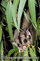 Squirrel Glider (Petaurus norfolcensis) - in a eucalypt tree. Found in a range of forest habitats in eastern Australia. Listed on IUCN Red List as Lower Risk/Near Threatened.