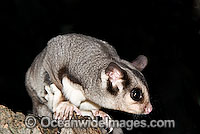 Sugar Glider (Petaurus breviceps). Found in a range of forest habitats in nothern, eastern and south-eastern Australia