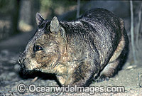 Southern Hairy-nosed Wombat (Lasiorhinus latifrons). Eastern Nullabor Plains, South Australia. Listed on IUCN Red List as Critically Endangered