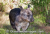 Southern Hairy-nosed Wombat (Lasiorhinus latifrons). Found along eastern Nullabor Plains, South Australia. Listed on IUCN Red List as Critically Endangered