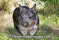 Southern Hairy-nosed Wombat (Lasiorhinus latifrons). Found along eastern Nullabor Plains, South Australia. Listed on IUCN Red List as Critically Endangered