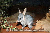 Greater Bilby (Macrotis lagotis). The Bilby formerly occurred over 70% of mainland Australia but now classified Vulnerable on the IUCN Red List. Rare and Endangered species.