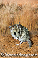 Fat-tailed Dunnart (Sminthopsis crassicaudata). Found throughout cool temperate habitats from open forest, through woodland to heathland in Central and Southern Australia