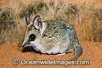 Fat-tailed Dunnart (Sminthopsis crassicaudata). Found throughout cool temperate habitats from open forest, through woodland to heathland in Central and Southern Australia