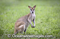 Agile Wallaby (Macropus agilis). Also known as the Sandy Wallaby. Found in northern Australia and southern New Guinea. Photo taken near Cairns, Far North Queensland, Australia.