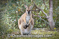 Red-necked Wallaby (Notamacropus rufogriseus). Also known as Bennett's Wallaby. Found eastern Australia to South Australia, including Tasmania. Photo taken Moonee Beach Nature Reserve, NSW.