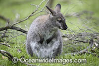 Red-necked Wallaby (Notamacropus rufogriseus), joey. Common in the more temperate and fertile parts of eastern Australia, including Tasmania.