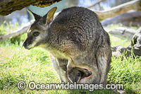 Red-necked Wallaby (Notamacropus rufogriseus), with joey. Common in the more temperate and fertile parts of eastern Australia, including Tasmania.
