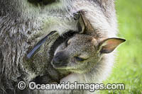 Red-necked Wallaby (Notamacropus rufogriseus), with joey. Common in the more temperate and fertile parts of eastern Australia, including Tasmania.