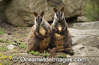 Brush-tailed Rock-wallaby (Petrogale penicillata). Found along the Great Dividing Range from west of Brisbane to northern Victoria, in rainforest and dry sclerophyl forests. Listed as Vulnerable on the IUCN Red List of Threatened Species.