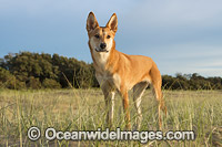 Dingo (Canus lupus dingo), a wild dog found throughout Australia in deserts, grasslands and the edges of forests. The dingo is the largest terrestrial predator in Australia and classified as Vulnerable on the IUCN List of Endangered Species.