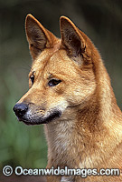 Dingo (Canus lupus dingo), a wild dog found throughout Australia in deserts, grasslands and the edges of forests. The dingo is the largest terrestrial predator in Australia and classified as Vulnerable on the IUCN List of Endangered Species.