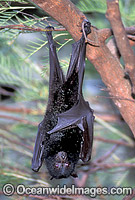 Black Flying-fox (Pteropus alecto). Also known as Fruit Bat, Fury Wing-foot and Megabat. Coastal Queensland, Australia
