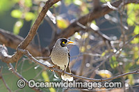 Noisy Miner (Manorina melanotis). Found throughout south-eastern Australia in open forests and woodlands. Photo taken at Warrumbungle National Park, New South Wales, Australia.