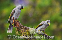 Noisy Miner (Manorina melanotis). Found throughout south-eastern Australia in open forests and woodlands. Photo taken at Coffs Harbour, New South Wales, Australia.