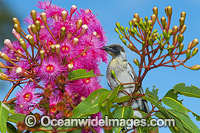 Noisy Miner (Manorina melanotis), feding in flower of a eucalypt flowering gum tree. Photo taken in Coffs Harbour, NSW, Australia.