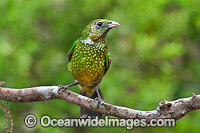 Green Catbird (Ailuroedus crassirostris). Found throughout south-eastern Queensland and eastern New South Wales, Australia, in sub-tropical and sub-temperate rainforests. Also found occasionally near eucalypt forests and paperbark forests.