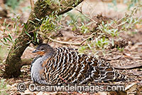 Malleefowl (Leipoa ocellata). Found in dry inland scrub and mallee vegetation throughout Southern Australia, Australia, Endangered species listed on the IUCN Red List of Threatened Species.