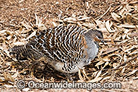 Malleefowl (Leipoa ocellata). Found in dry inland scrub and mallee vegetation throughout Southern Australia, Australia, Endangered species listed on the IUCN Red List of Threatend Species.