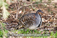 Malleefowl (Leipoa ocellata). Found in dry inland scrub and mallee vegetation throughout Southern Australia, Australia, Endangered species listed on the IUCN Red List of Threatend Species.