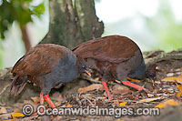 Orange-footed Scrubfowl (Megapodius reinwardt). Rainforest Lamington National Park Habitat, North-eastern Queensland, Australia