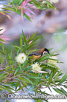 Eastern Spinebill (Acanthorhynchus tenuirostris) - male feeding on callistemon flower nectar. Found in forests, woodlands and heaths east of the Great Dividing Range from Cooktown in far North Queensland to Flinders Ranges in South Australia, Australia
