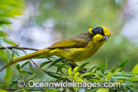 Helmeted Honeyeater (Lichenostomus melanops cassidix). Found in swamp-gum woodlands with melaleuca and tee-trea undergrowth in Victoria and south-eastern New South Wales, Australia. Classified as Critically Endangered.