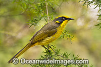 Helmeted Honeyeater (Lichenostomus melanops cassidix). Found in swamp-gum woodlands with melaleuca and tee-trea undergrowth in Victoria and south-eastern New South Wales, Australia. Classified as Critically Endangered.