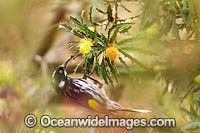 New Holland Honeyeater (Phylidonyris novaehollandiae). Found throughout southern Australia.