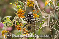 New Holland Honeyeater (Phylidonyris novaehollandiae). Found throughout southern Australia.