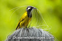 White-eared Honeyeater (Nesoptilotis leucotis), collecting hair for its nest from an unsuspecting human. Found in forests, woodlands, heathlands, mallee and dry inland scrublands in eastern and southern Australia.